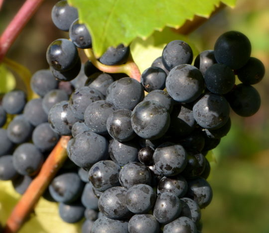 Pinot Noir